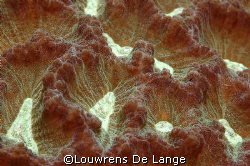 Hard coral close up-Still mesmerize me by Louwrens De Lange 